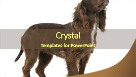  Presentation with puppy english cocker spaniel - Audience pleasing PPT theme consisting of working cocker spaniel 2 years backdrop and a tawny brown colored foreground