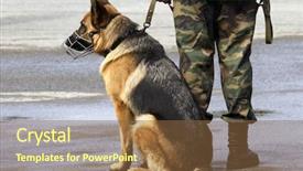  Presentation with police dog - Presentation theme having working dog focus point background and a tawny brown colored foreground