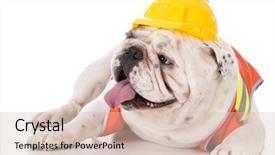  Presentation with construction - PPT theme enhanced with working dog wearing construction vest background and a  colored foreground