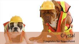  Presentation with english bulldog - Slide deck featuring working dogs - english bulldog background and a coral colored foreground