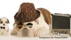  Presentation with english bulldog - Theme enhanced with working dogs - english bulldog background and a coral colored foreground