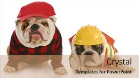  Presentation with english - Cool new PPT theme with working dogs - two english bulldogs backdrop and a coral colored foreground