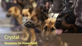  Presentation with police dog - Cool new slide set with working dogs special photo f backdrop and a tawny brown colored foreground