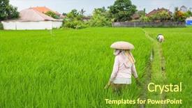  Presentation with rice husk from green starts - PPT layouts featuring working in a green rice background and a tawny brown colored foreground