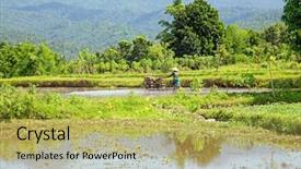  Presentation with rice fields - Theme with working in the rice fields background and a yellow colored foreground