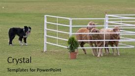  Presentation with sheepdog - PPT theme with working sheep dog border collie background and a coral colored foreground