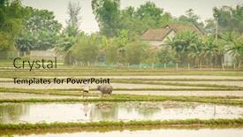  Presentation with rice fields - PPT theme featuring working with water buffalo in rice fields in vietnam background and a yellow colored foreground