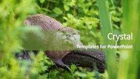  Presentation with indigenous - Colorful theme enhanced with world and is indigenous backdrop and a seafoam green colored foreground