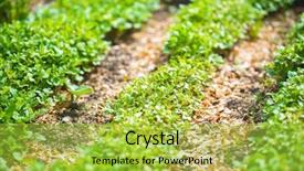  Presentation with eco friendly environment - PPT theme consisting of world environment day concept fertilizer background and a yellow colored foreground