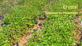  Presentation with eco friendly environment - Cool new PPT theme with world environment day concept fertilizer backdrop and a tawny brown colored foreground