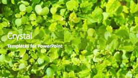  Presentation with eco friendly environment - Beautiful theme featuring world environment day concept fertilizer backdrop and a shamrock green colored foreground