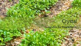  Presentation with eco friendly environment - Theme having world environment day concept fertilizer background and a gold colored foreground