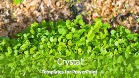  Presentation with eco friendly environment - Cool new theme with world environment day concept fertilizer backdrop and a shamrock green colored foreground