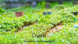  Presentation with eco friendly environment - Slide set consisting of world environment day concept fertilizer background and a yellow colored foreground