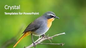  Presentation with robin bird - Audience pleasing theme consisting of world flycatcher in grey orange backdrop and a tawny brown colored foreground