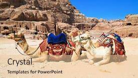  Presentation with petra - Cool new presentation theme with middle east ruins - camels as air-conditioned taxis backdrop and a tawny brown colored foreground
