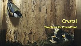  Presentation with world hunger - PPT theme consisting of beautiful asian barista wearing red color apron holding coffee cup and smiling at camera background and a violet colored foreground.