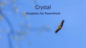  Presentation with three trees story - Amazing presentation having world migration - stork flying over trees poland backdrop and a light blue colored foreground