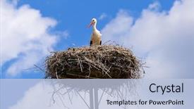  Presentation with migration - Cool new theme with world migration - stork in the nest backdrop and a light blue colored foreground