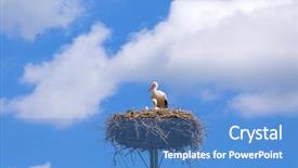  Presentation with migration - Amazing slide deck having world migration - stork in the nest backdrop and a teal colored foreground