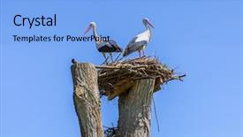  Presentation with migration - Presentation having world migration - storks in the nest poland background and a light blue colored foreground