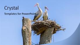  Presentation with migration - PPT theme featuring world migration - storks in the nest poland background and a light blue colored foreground