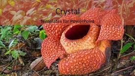  Presentation with malaysia - Cool new presentation with world sarawak borneo malaysia backdrop and a red colored foreground