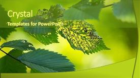  Presentation with insect - Cool new slide set with green leaves eaten by insect backdrop and a tawny brown colored foreground