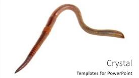  Presentation with worm - Audience pleasing PPT theme consisting of worm isolated on white background backdrop and a white colored foreground