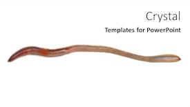  Presentation with worm - Slides having worm-isolated-on-white-background background and a white colored foreground