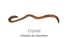  Presentation with worm - Beautiful theme featuring worm-isolated-on-white-background backdrop and a white colored foreground