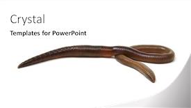  Presentation with worm - PPT theme with worm-isolated-on-white-background background and a white colored foreground