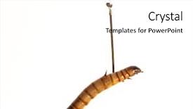  Presentation with worm - Slide set featuring worm on a fishing hook background and a white colored foreground