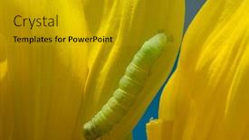  Presentation with worm - 