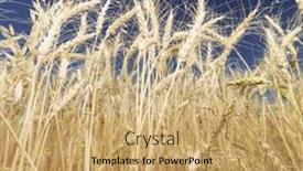  Presentation with blue sky - Presentation theme enhanced with worms-eye-view-of-golden background and a coral colored foreground