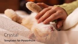  Presentation with cat party - Slide deck consisting of worn-out-by-the-christmas background and a coral colored foreground