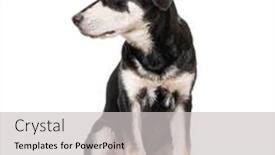  Presentation with dog - Theme having worried-crossbreed-dog-looking-away background and a light gray colored foreground