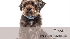  Presentation with dog - Slide set consisting of worried-scruffy-crossbreed-dog-wearing background and a light gray colored foreground