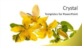  Presentation with medicinal plant - Amazing slide set having wort close up with bud backdrop and a white colored foreground