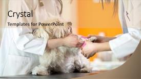  Presentation with bandaging - Beautiful presentation theme featuring nurse wound - bandaging maltese's hurt paw backdrop and a coral colored foreground