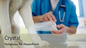  Presentation with wound care - PPT layouts having wound - veterinarian taking care of injury background and a light gray colored foreground