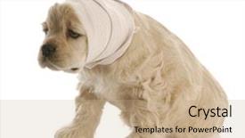  Presentation with wound care - Slide set consisting of wound care - american cocker spaniel puppy background and a coral colored foreground