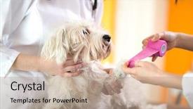  Presentation with vet - Beautiful presentation design featuring wound care - close up view of bandaging backdrop and a coral colored foreground