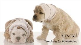  Presentation with puppy english cocker spaniel - Audience pleasing slide deck consisting of wound care - english bulldog american cocker spaniel backdrop and a coral colored foreground