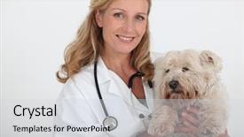  Presentation with wound care - Theme enhanced with wound care - female veterinary and a dog background and a light gray colored foreground