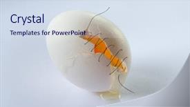  Presentation with wound - Amazing presentation having wound care - injured backdrop and a sky blue colored foreground