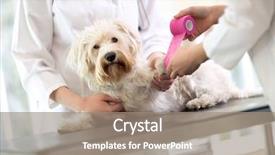  Presentation with wound care - Slide deck having wound care - sad little maltese dog background and a gray colored foreground