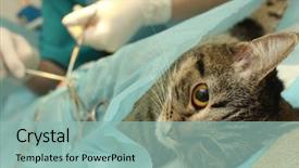  Presentation with wound - Amazing PPT layouts having wound care - surgical castration of cat backdrop and a mint green colored foreground