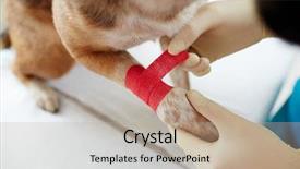  Presentation with paw - Audience pleasing presentation consisting of overview of dog paw backdrop and a mint green colored foreground