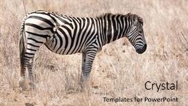 Presentation with kruger - Beautiful theme featuring zebra with healed scar backdrop and a soft green colored foreground